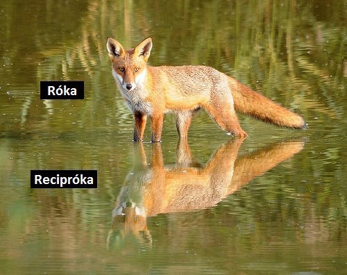 róka - recipróka - infra